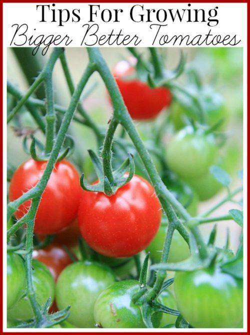 My Tips For Growing Bigger Better Tomtoes-Vegetable Gardening