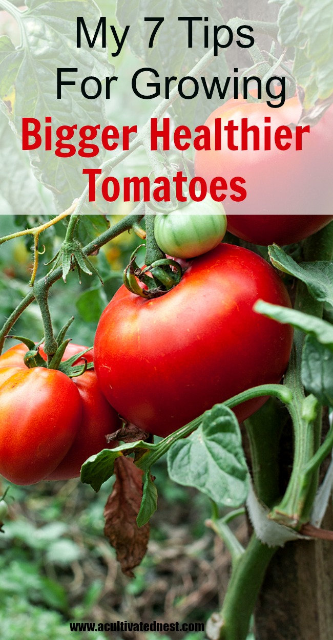 My tips for growing bigger healthier tomatoes