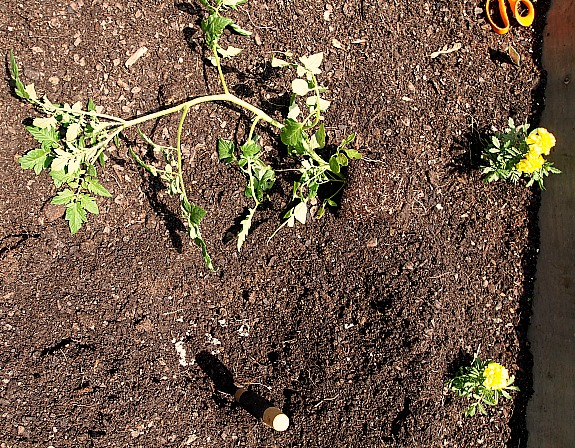tomato plant with peat pot removed