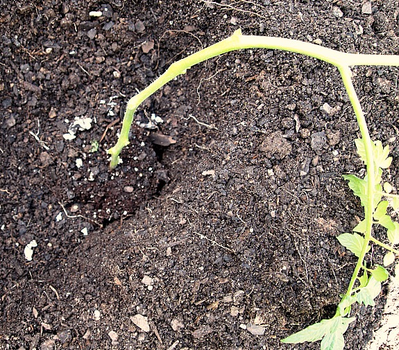 tomato stripped of lower leaves and planted deep
