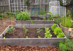 My Tips For Growing Bigger Better Tomtoes-Vegetable Gardening