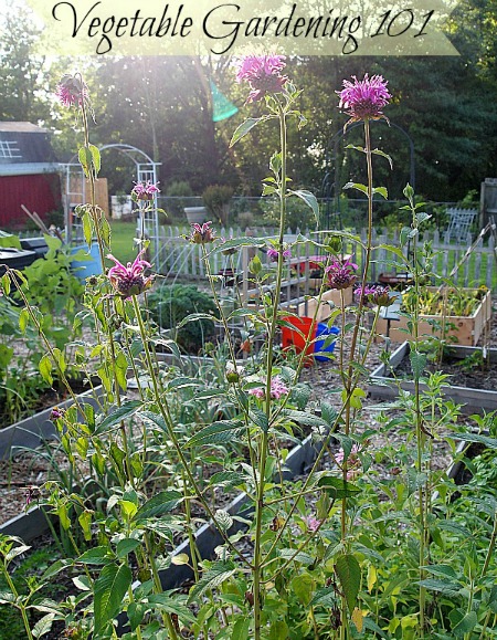 Gardening 101 Series: How to start a vegetable garden