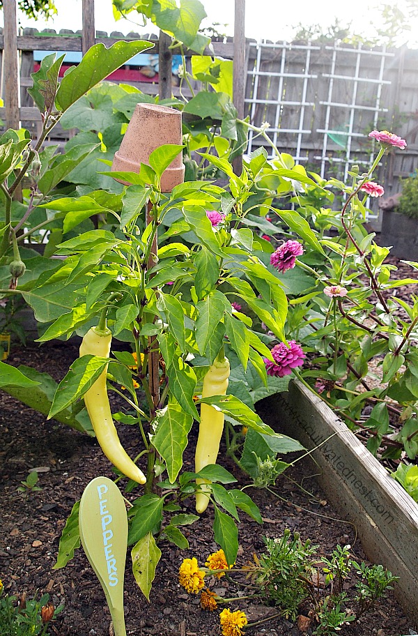banana peppers companion planted with eggplant