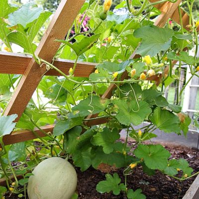 A Cultivated Nest Vegetable Garden Tour