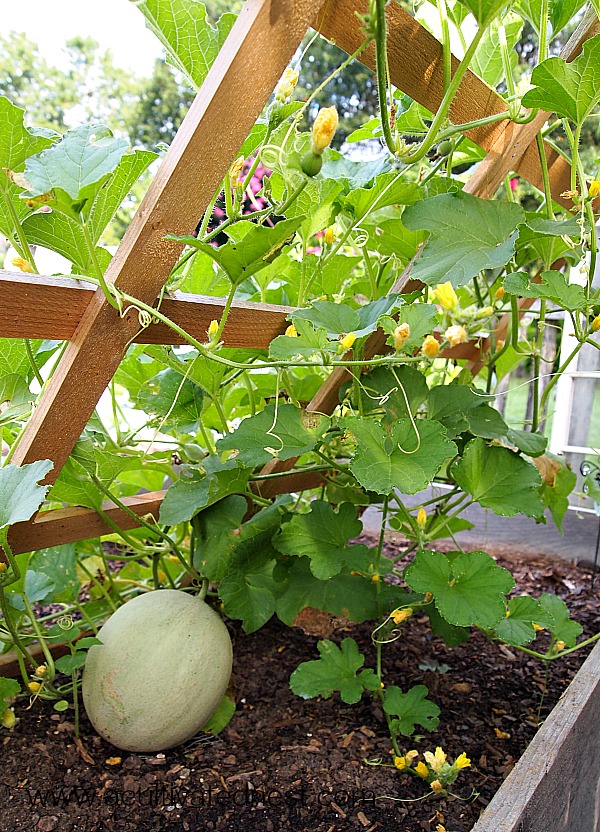 growing cantaloupe in a raised bed