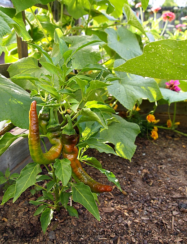 peppers companion planted with eggplant