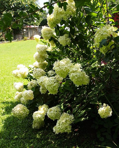 The Perfect Hydrangea - My Fast Growing 