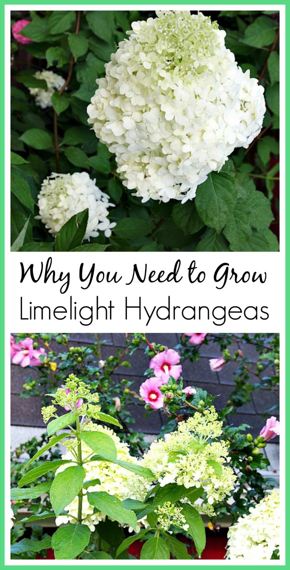 Why you should grow Limelight Hydrangeas. They're really the perfect flowering shrub!