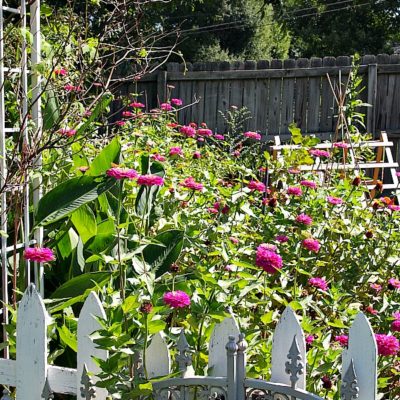 zinnias behind a garden gate
