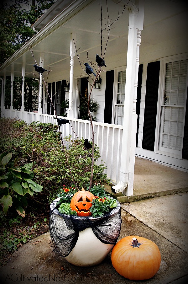 How to make a transitional Fall/Halloween Planter