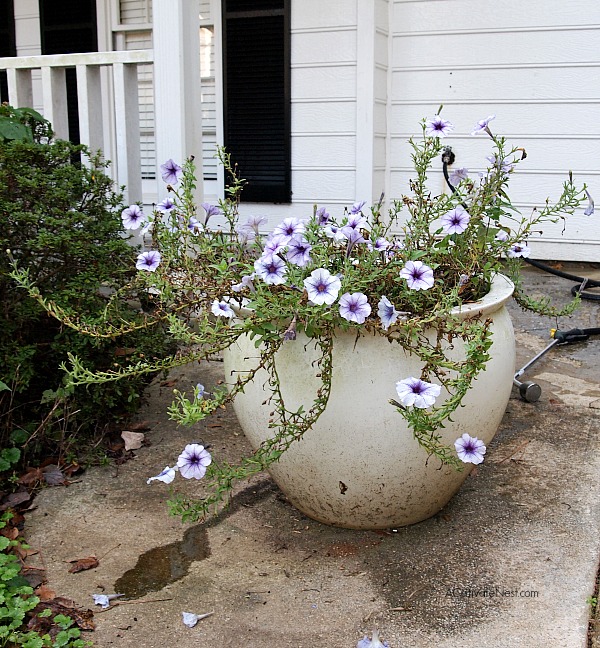 Before photo of planter with penunias