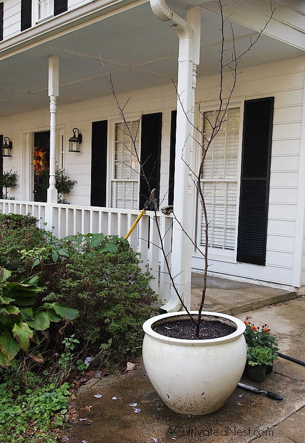 How to make a transitional fall/Halloween planter. Step 2