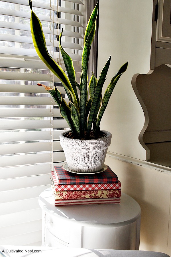 Mother's Tongue in a sweater covered pot