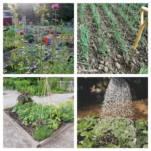 16 Resources for the Gardening Beginners- New to gardening? Here are 16 gardening articles every beginner gardener needs to read! | how to start a vegetable garden, beginning gardening, tips for new gardeners, #gardeningTips #gardening #vegetableGardening #ACultivatedNest