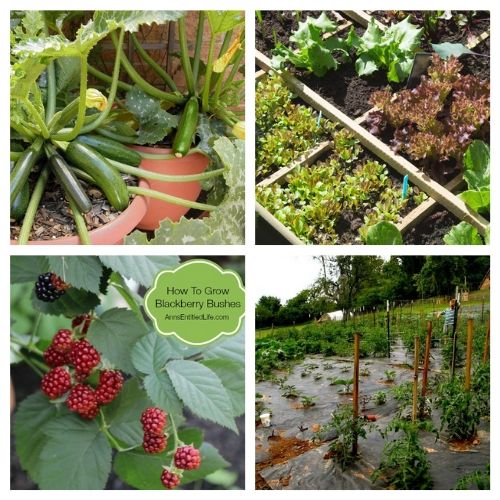 16 Tutorials for New Gardeners- New to gardening? Here are 16 gardening articles every beginner gardener needs to read! | how to start a vegetable garden, beginning gardening, tips for new gardeners, #gardeningTips #gardening #vegetableGardening #ACultivatedNest