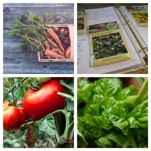 16 Resources for New Gardeners- New to gardening? Here are 16 gardening articles every beginner gardener needs to read! | how to start a vegetable garden, beginning gardening, tips for new gardeners, #gardeningTips #gardening #vegetableGardening #ACultivatedNest