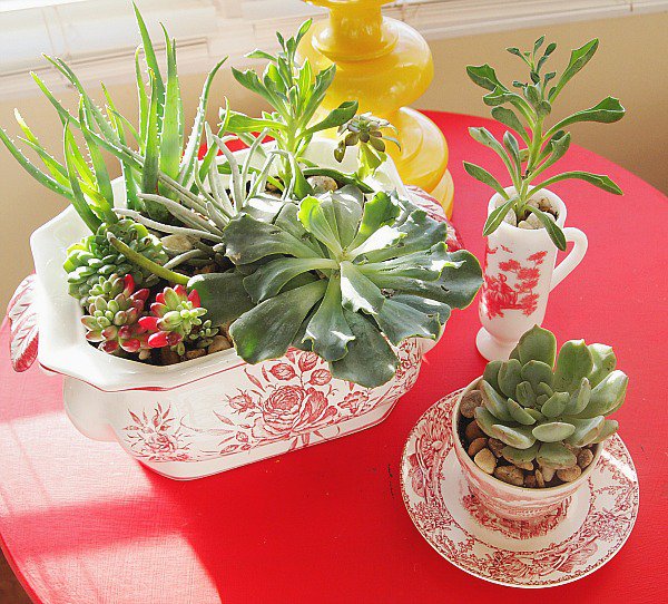 How to make an indoor succulent dish garden