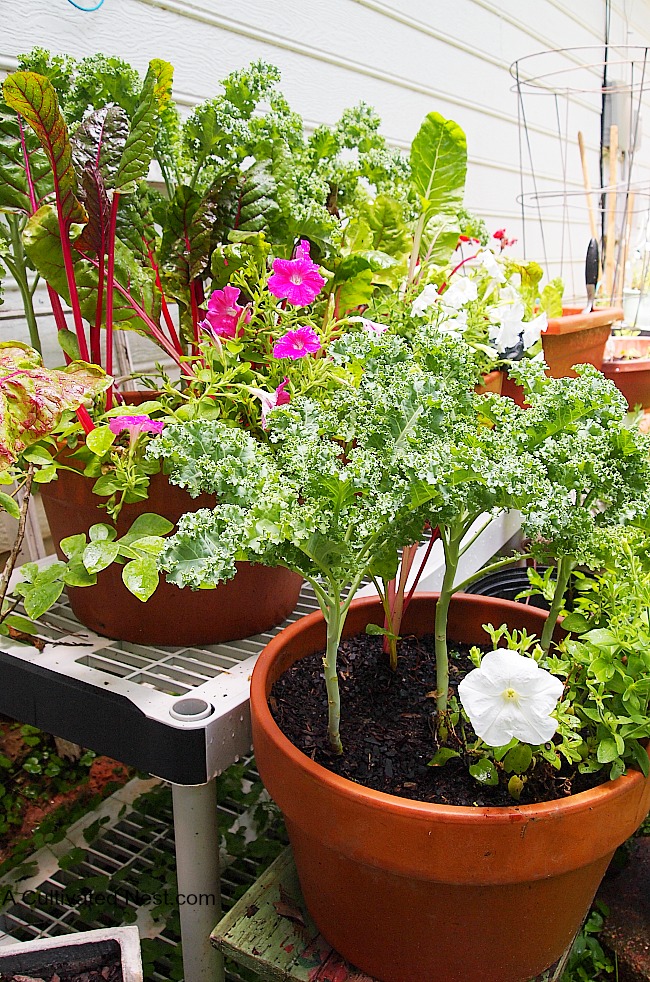 A Container Veggie Garden