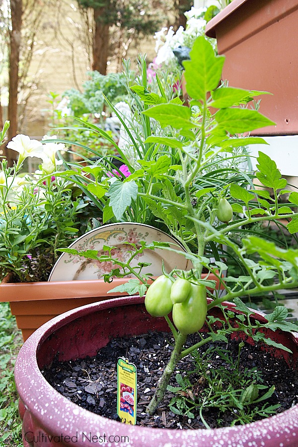 The Secret to Container Vegetable Gardening