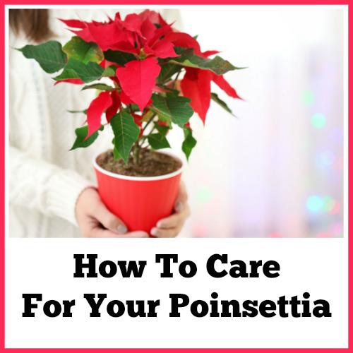 How To Care For Your Poinsettia. Poinsettias are known for being a bright spot of color during the holiday season. Follow these poinsettia care tips to keep yours healthy! Christmas flowers, decorating with Poinsettias, how not to kill your Poinsettia