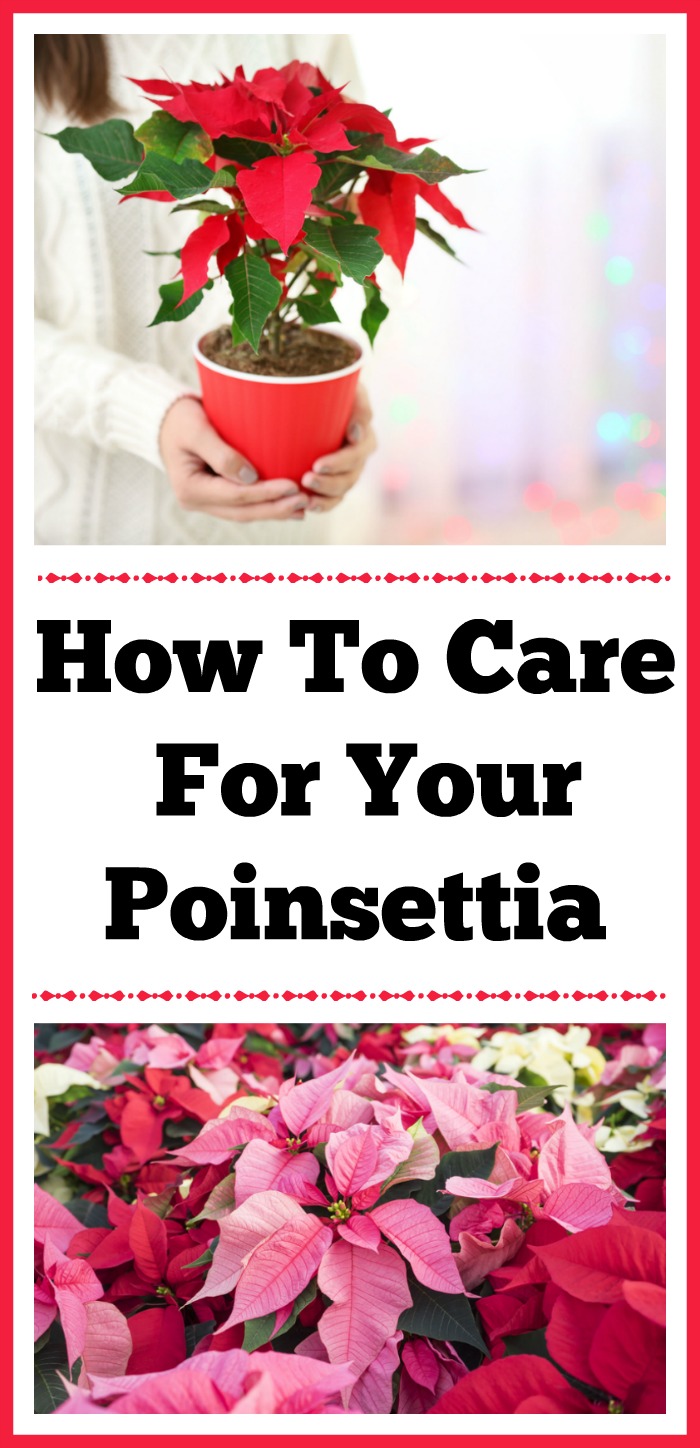 How To Care For Your Poinsettia. Poinsettias are known for being a bright spot of color during the holiday season. Follow these poinsettia care tips to keep yours healthy! Christmas flowers, decorating with Poinsettias, how not to kill your Poinsettia