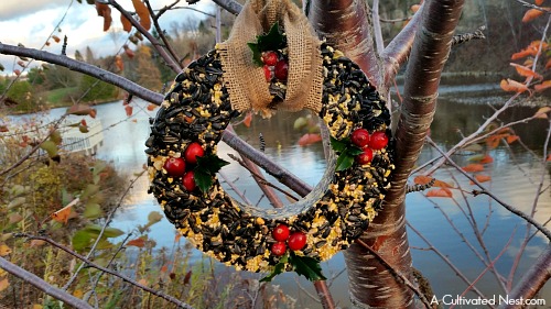 Great step by step tutorial! Attract beautiful birds and save money at the same time by making your own pretty DIY Birdseed Wreath! This is a fun project to do with the kids! | bird feeder, homemade, backyard birds, craft