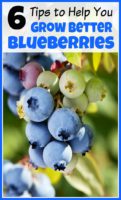 6 Tips to Help You Grow Better Blueberries - A Cultivated Nest