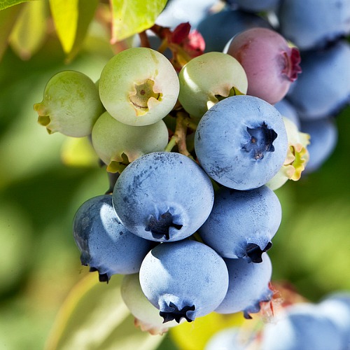 Homegrown blueberries are so tasty! If you're adding blueberry bushes to your garden this year, you need these 6 tips to help you grow better blueberries!