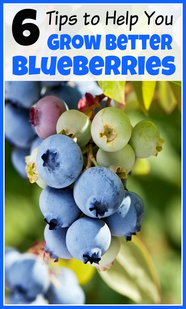 Homegrown blueberries are so tasty! If you're adding blueberry bushes to your garden this year, you need these 6 tips to help you grow better blueberries!