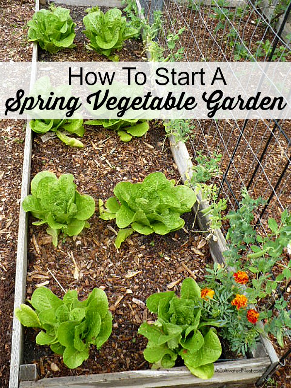 How To Start a Spring Vegetable Garden- Would you like to have a vegetable garden this year? Here's a quick start guide to starting a spring vegetable garden that's great for beginners! If you would like more in-depth information about vegetable gardening, be sure to check out my Gardening 101 Series! | grow your own food, veggies, start a garden in your backyard #gardening #garden #vegetableGardening #growingFood