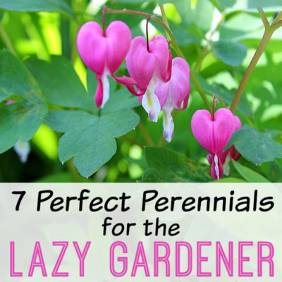 7 Perfect Perennials for the Lazy Gardener
