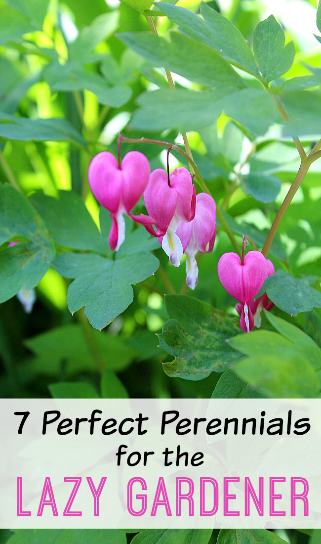 Just because you don't have a lot of time to garden doesn't mean you can have a beautiful yard! Check out the 7 perfect perennials for the lazy gardener!