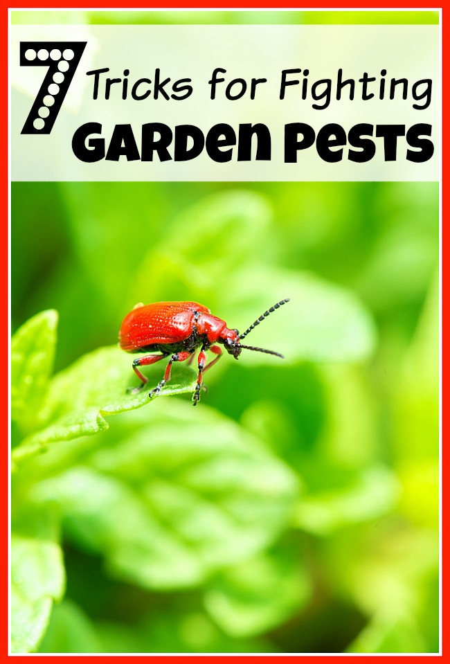 If you put a lot of effort into a garden, you don't want pests to eat it all up! To prevent that, check out these 7 tricks for fighting garden pests!