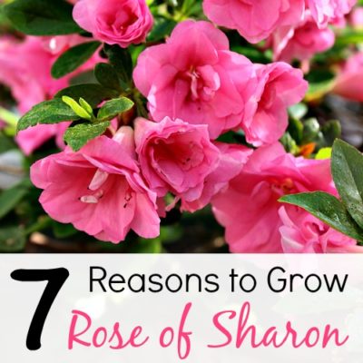 7 Reasons to Grow Rose of Sharon