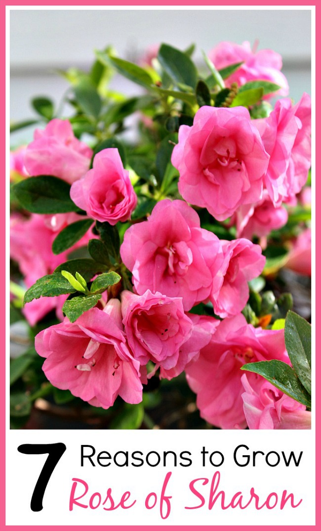 7 Reasons Why You Should Be Growing Rose of Sharon In Your Garden. Rose of Sharon is an easy to grow and beautiful perennial! Plus it has many benefits for your yard! Check out these reasons to grow Rose of Sharon!