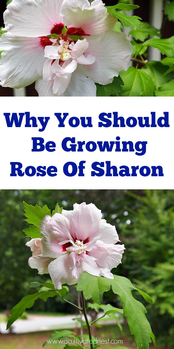 7 Reasons Why You Should Be Growing Rose of Sharon In Your Garden. Rose of Sharon is an easy to grow and beautiful perennial! Plus it has many benefits for your yard! Check out these reasons to grow Rose of Sharon!