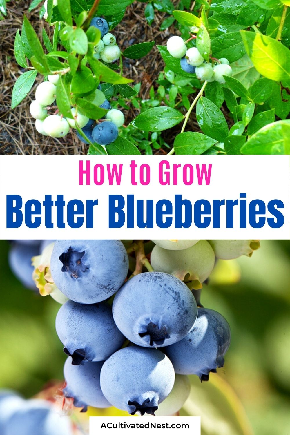 6 Tips to Help You Grow Better Blueberries