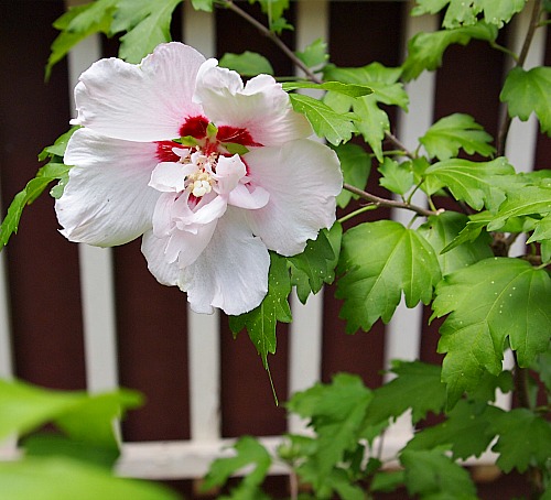 7 Reasons Why You Should Be Growing Rose of Sharon In Your Garden. Rose of Sharon is an easy to grow and beautiful perennial! Plus it has many benefits for your yard! Check out these reasons to grow Rose of Sharon!