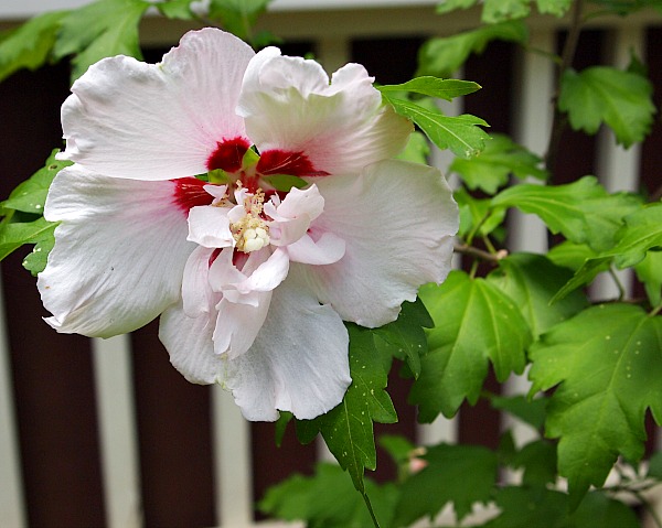 Rose of Sharon is an easy to grow and beautiful perennial! Plus it has many benefits for your yard! Check out these reasons to grow Rose of Sharon!