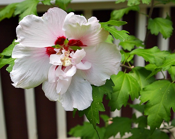 rose of sharon seedlings picture