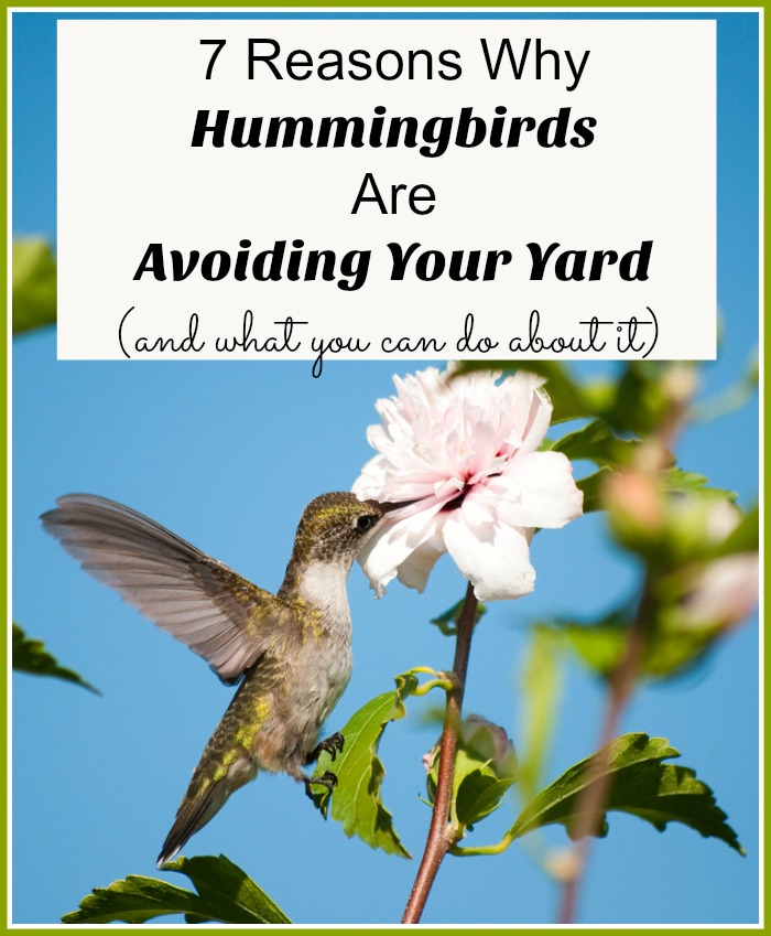 7 Reasons Why Hummingbirds Are Avoiding Your Yard and what you can do about it.