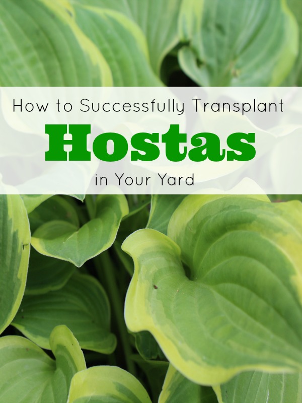 How To Divide & Transplant Hostas