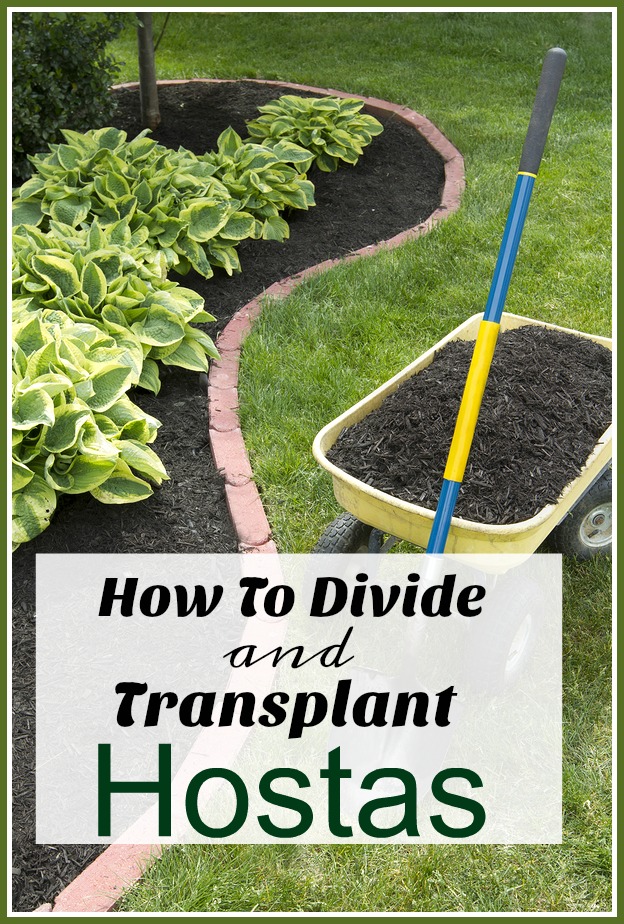 How To Divide & Transplant Hostas