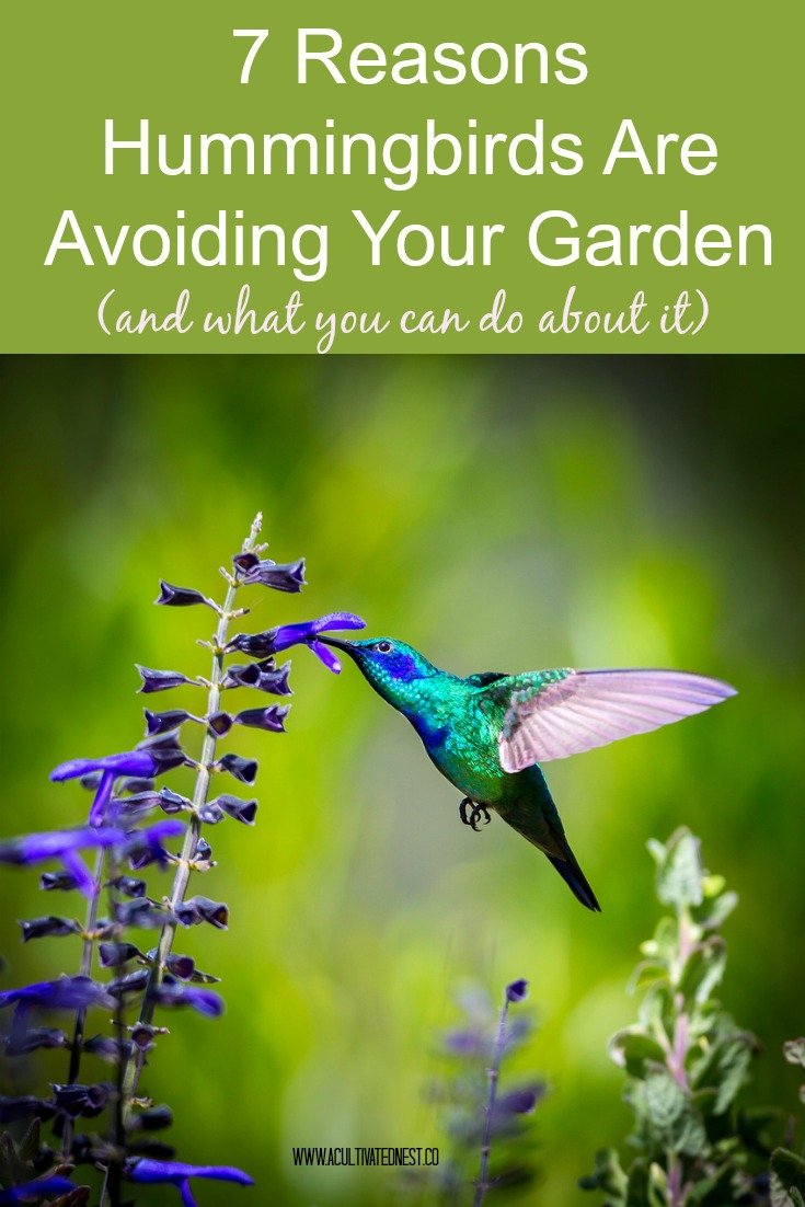 7 Reasons Hummingbirds are avoiding your yard and what you can do about it.