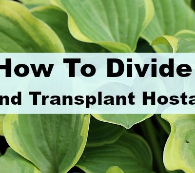 How to divide and transplant hostas