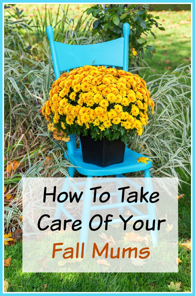 How To Take Care of Your Mums - If you've got a new bunch of mums and you want to make sure they can grow well and look their best, then you'll like these tips on How to Take Care of Your Mums (Indoors and Out)!