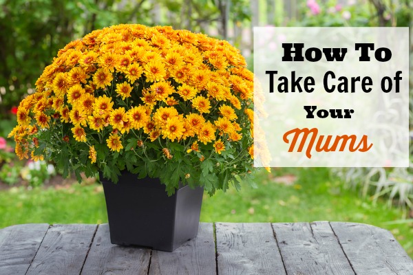 How To Take Care of Mums - If you've got a new bunch of mums and you want to make sure they can grow well and look their best, then you'll like these tips on How to Take Care of Your Mums (Indoors and Out)!