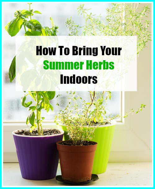 Want to enjoy fresh, flavorful herbs all winter long? Then you'll like these tips on how to bring your summer herbs indoors!