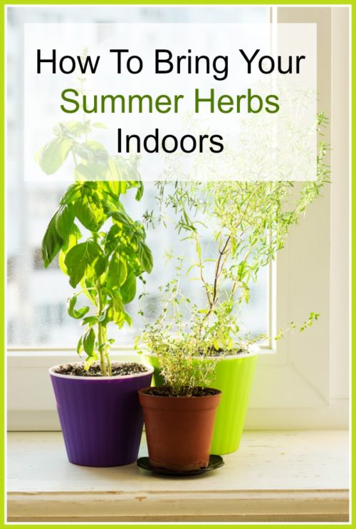 How To Bring Your Summer Herbs Indoors