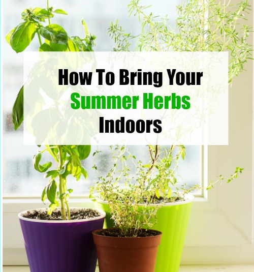 How To Bring Your Summer Herbs Indoors